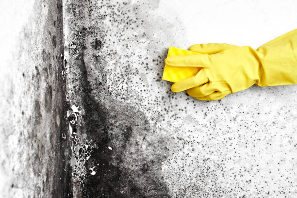 Best Mold Remediation Experts  in Washington, WV